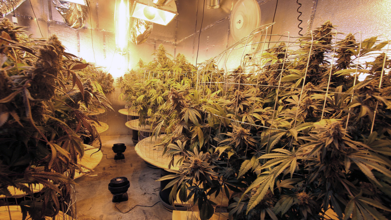 Illustration for article titled 14 High-Tech Farms Where Veggies Grow Indoors